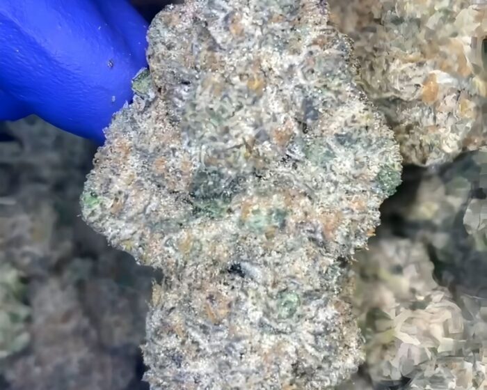 purple cream strain