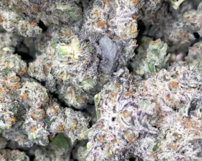 Platinum Oreoz strain